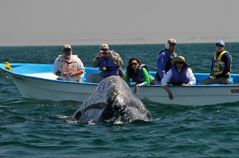 Новое увлечение туристов: поцелуи с китами