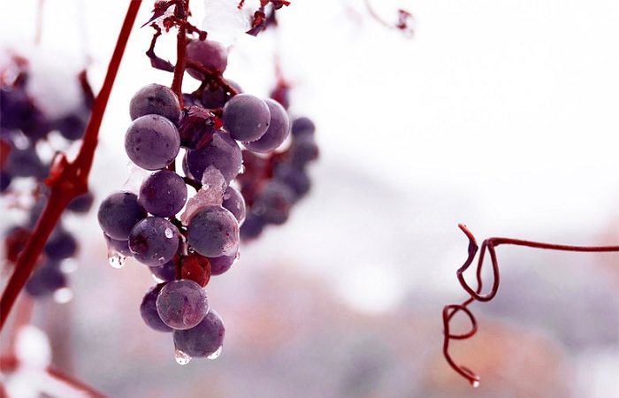 В январе в Канаде пройдет фестиваль ледяного вина