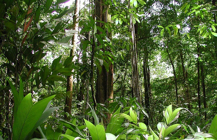 Тропический лес. Бразилия, штат Рорайма
