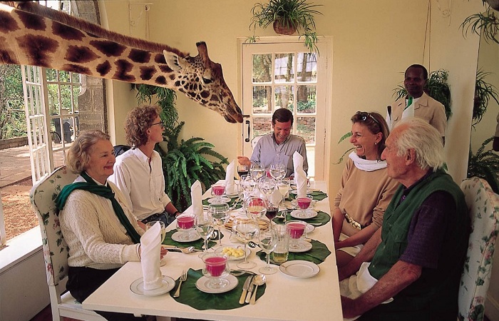 Жирафы не прочь полакомиться чем-то вкусненьким со столов