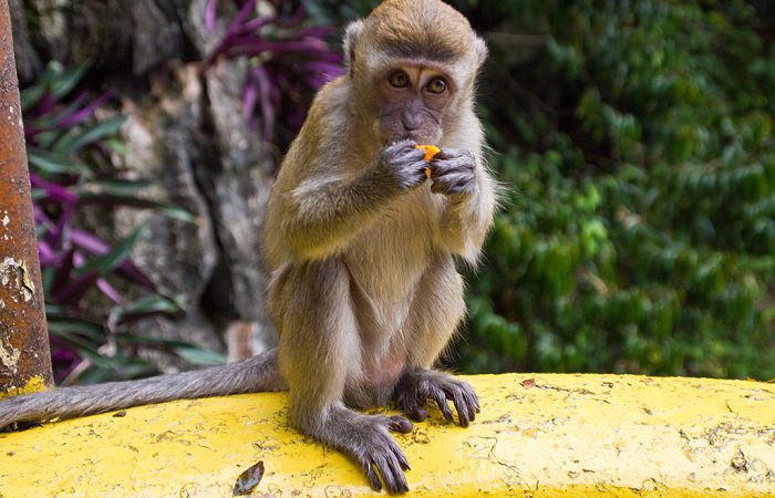 Курорты Пхукета заполонили дикие обезьяны